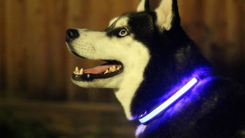 LED Light Up Dog Collar – Safety Glow Collar for Night Walks