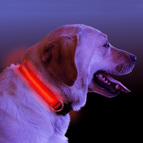 LED Light Up Dog Collar – Safety Glow Collar for Night Walks